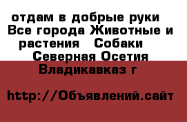 отдам в добрые руки - Все города Животные и растения » Собаки   . Северная Осетия,Владикавказ г.